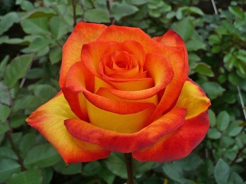 Hoa hồng cam thay cho những lời yêu thương