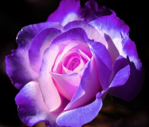 Ý nghĩa hoa hồng màu tím nhạt