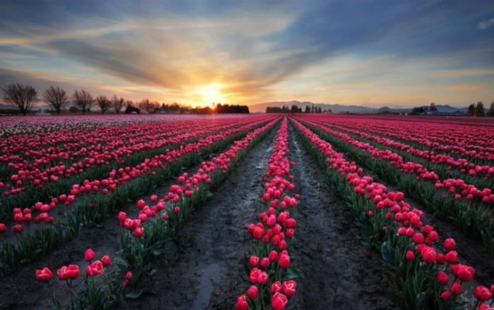 Cách trồng hoa tulip hiệu quả