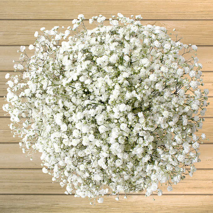 Trồng hoa màu trắng nhỏ xinh
