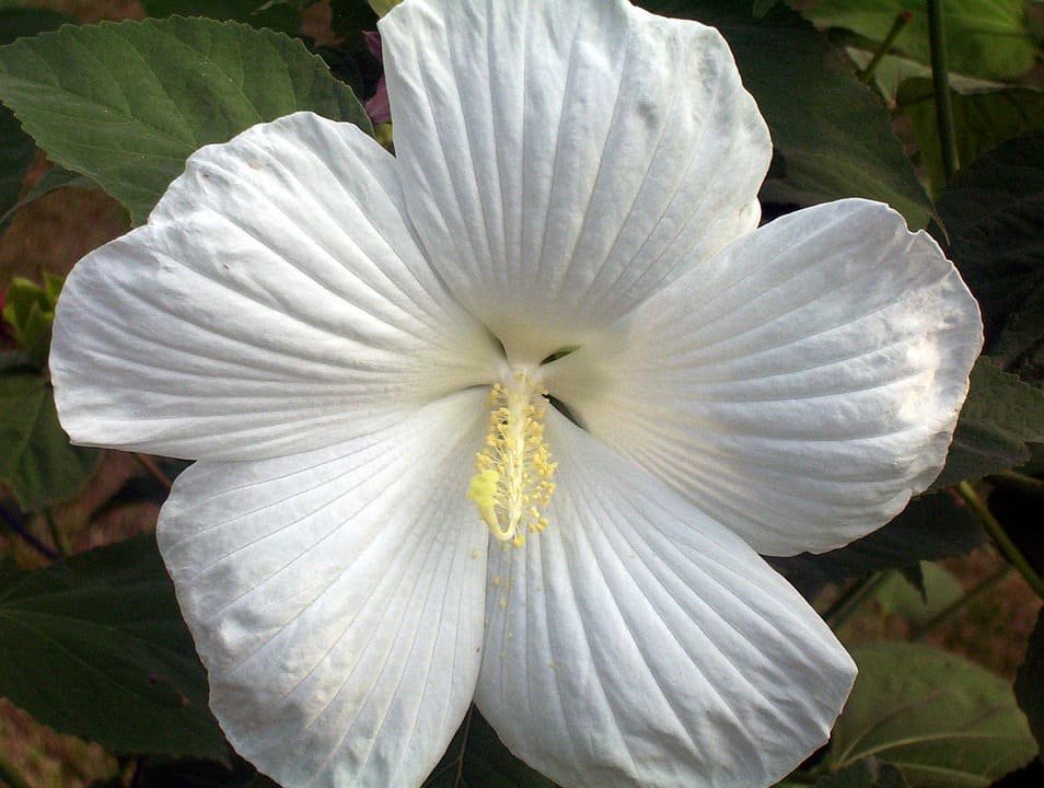 Hoa dâm bụt trắng tinh