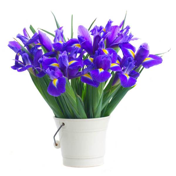 Hoa diên vĩ(Iris) biểu tượng của tình bạn