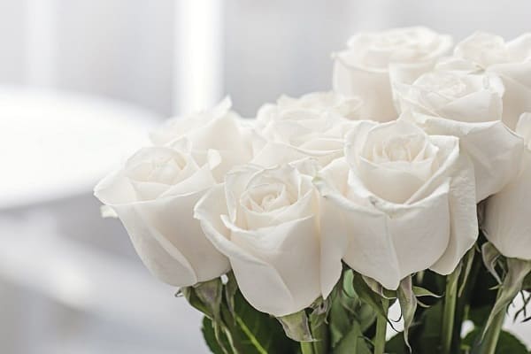 Hoa hồng trắng trong tang lễ