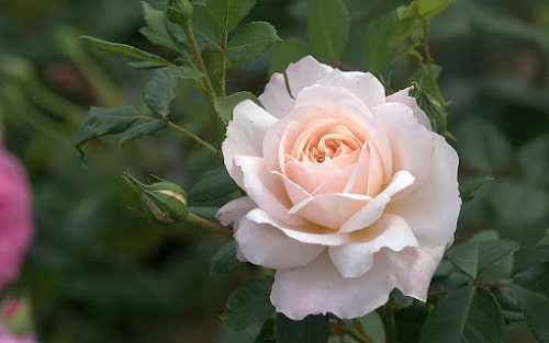 Trồng hoa hồng màu trắng là thích hợp nhất