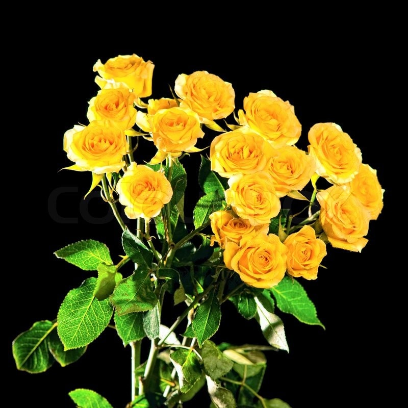 Hoa hồng vàng ví như sự ghen tuông, lòng trắc ẩn