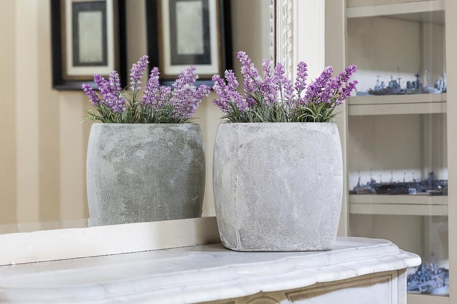 Hoa lavender trồng trong nhà