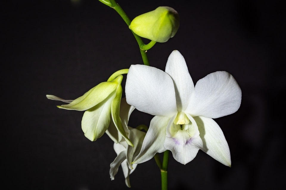 Phong lan trắng - Hoàng hậu của các loài hoa