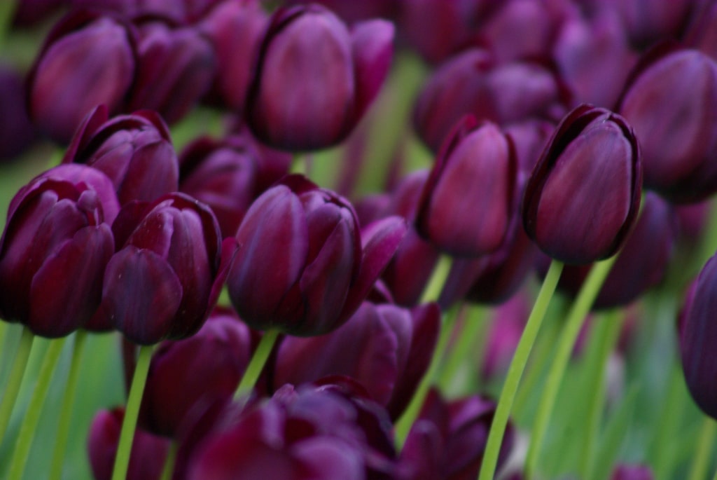 Hoa tulip màu đen