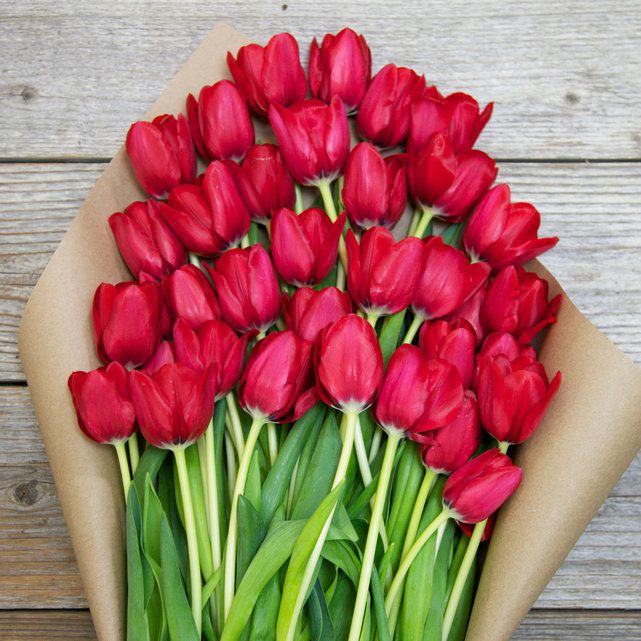 Hoa tulip đỏ - lời yêu thương bền vững