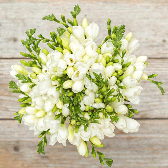 Những bông hoa màu trắng xinh đẹp