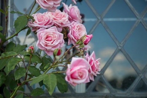 Trồng hoa hồng ngoài vườn đơn giản