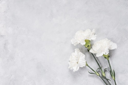 Ý nghĩa hoa cẩm chướng trắng