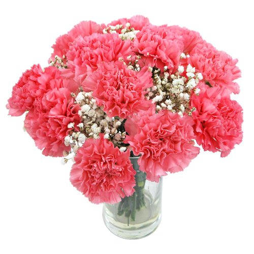 Hoa cẩm chướng hồng đầm thắm