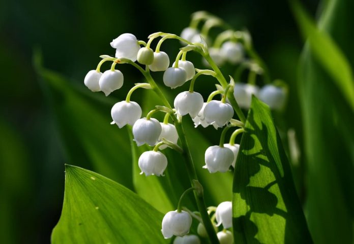Ý nghĩa hoa linh lan trắng