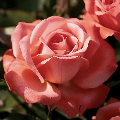Hoa hồng Hybrid Tea màu đặc trưng