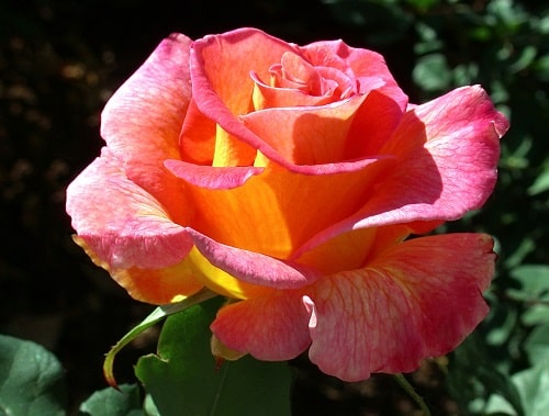 Màu sắc đặc biệt của hoa hồng Mardi Gras