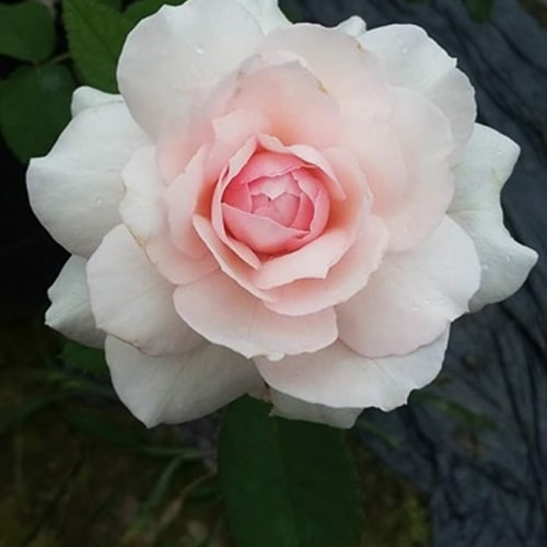 Hoa hồng Misaki có nguồn gốc từ Nhật