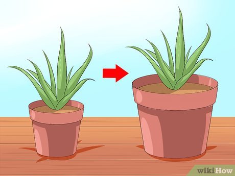 Tiêu đề ảnh Care for Your Aloe Vera Plant Step 4