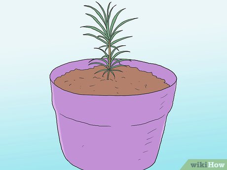 Tiêu đề ảnh Grow Pine Trees Step 2