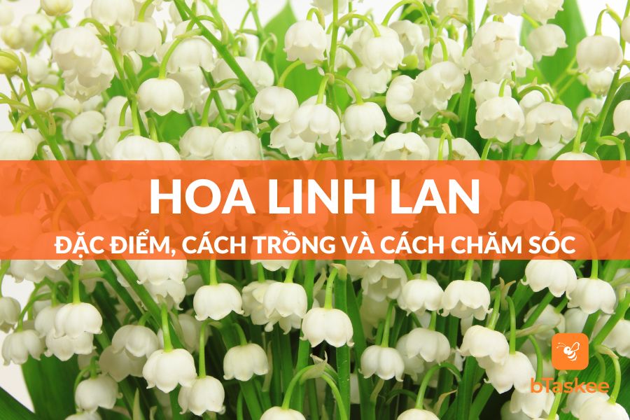 Hoa linh lan ý nghĩa - Khám phá vẻ đẹp và ý nghĩa của loài hoa đặc biệt này