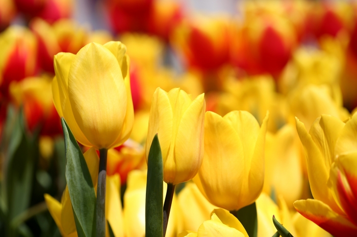 Hoa Tulip Ý Nghĩa - Khám Phá Vẻ Đẹp và Thông Điệp Từ Hoa Tulip