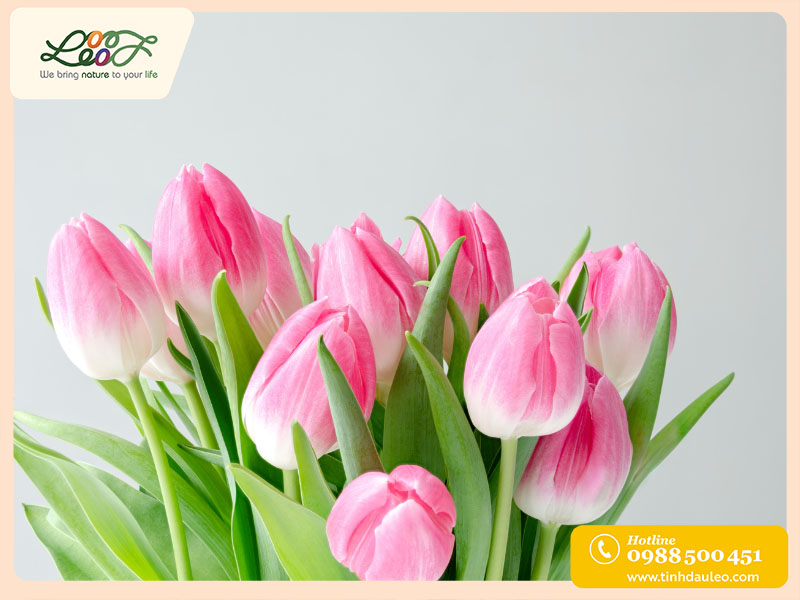 Khám Phá Hoa Tulip - Ý Nghĩa và Sự Tươi Đẹp Của Loài Hoa Này