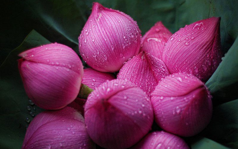 Tên các loài hoa đẹp và ý nghĩa - Khám Phá Thế Giới Hoa Cảnh Tuyệt Đẹp