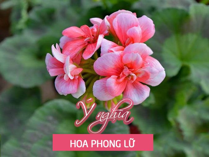 Ý nghĩa của các loại hoa - Khám Phá Thế Giới Đầy Màu Sắc và Tình Cảm