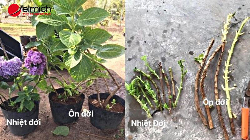 Ý nghĩa của hoa cẩm tú cầu - Khám phá vẻ đẹp và thông điệp sâu sắc