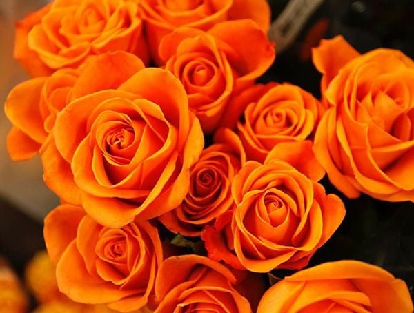 Ý nghĩa của hoa hồng đỏ - Khám Phá Bí Ẩn và Vẻ Đẹp Tình Yêu