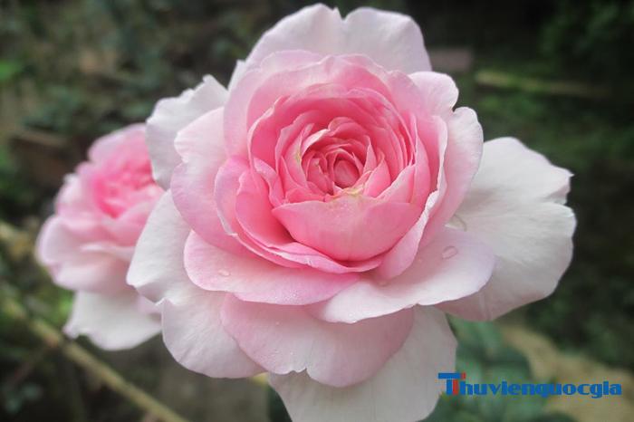 Ý nghĩa của hoa hồng - Khám phá vẻ đẹp và giá trị tinh thần