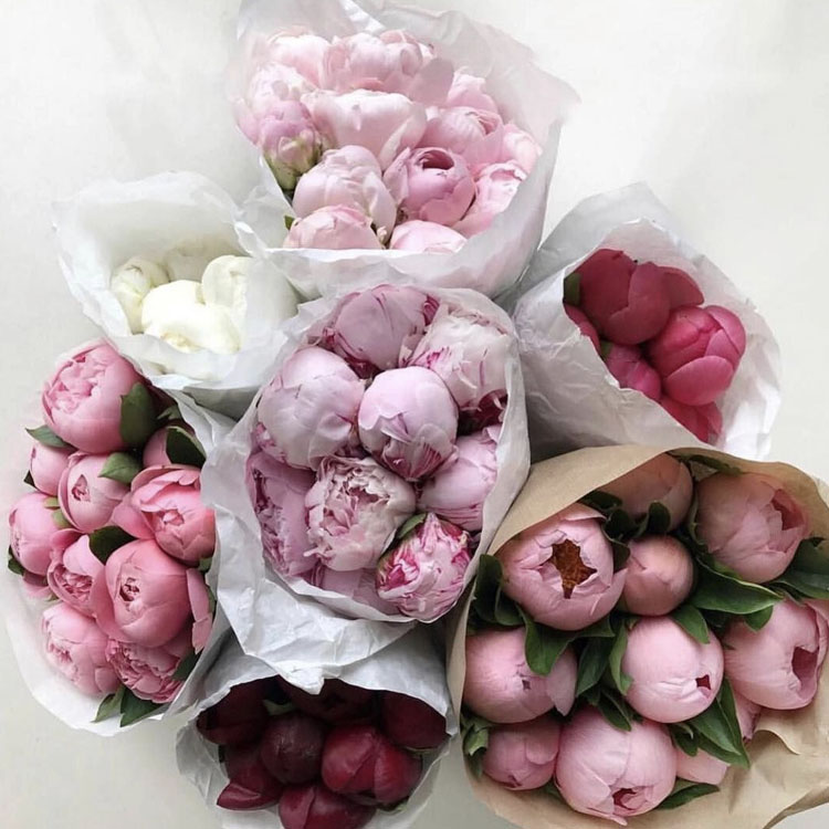 Ý nghĩa của hoa mẫu đơn - Tìm hiểu sâu sắc về vẻ đẹp và biểu tượng