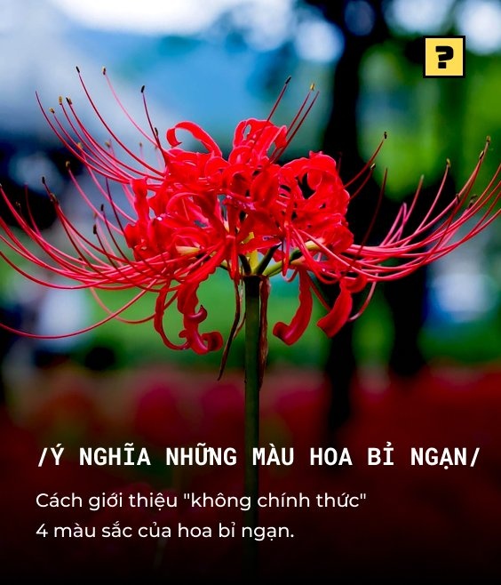 Ý nghĩa hoa - Khám Phá Thế Giới Đầy Màu Sắc và Cảm Xúc
