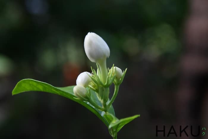 Ý Nghĩa Hoa Nhài - Khám Phá Vẻ Đẹp và Biểu Tượng Trong Văn Hóa