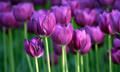 Ý nghĩa hoa tulip - Khám phá vẻ đẹp và thông điệp tiềm ẩn