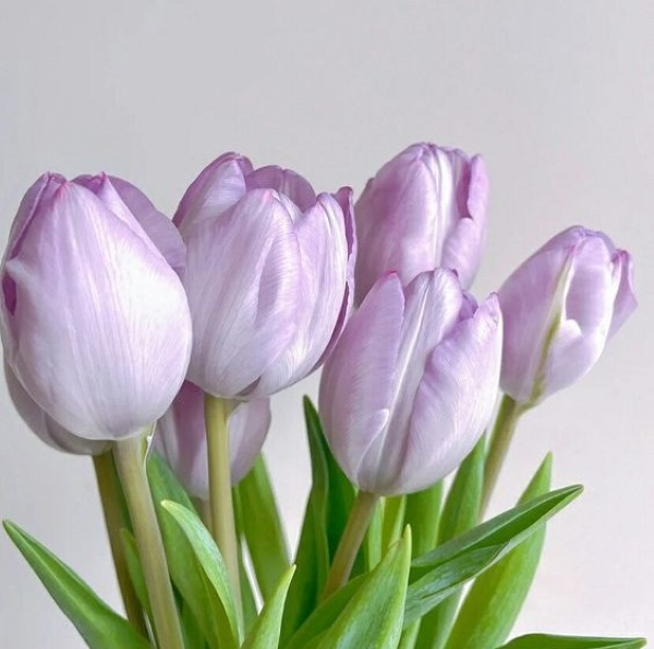 Ý nghĩa hoa tulip trắng - Khám Phá Sự Tinh Khiết và Đẹp Đẽ