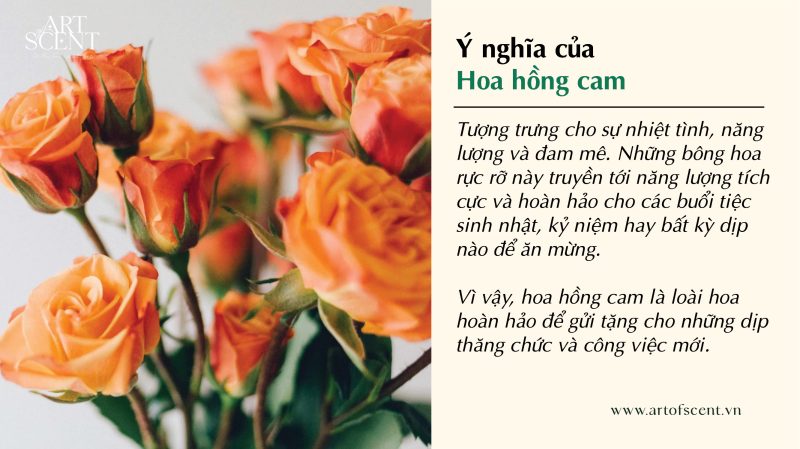 Y Nghĩa Số Lượng Hoa Hồng - Khám Phá Ý Nghĩa Sâu Sắc Đằng Sau Những Bông Hoa