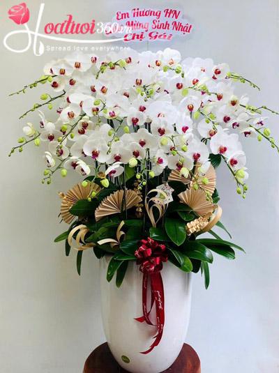 Các Mẫu Chậu Lan Hồ Điệp Đẹp